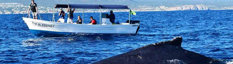 Private Whales Express 1