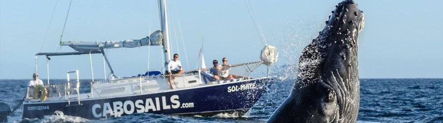 Private Whales Express 2