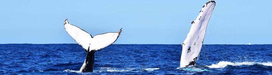 Private Whales Express 3