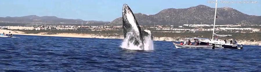 Private Whales Express 6