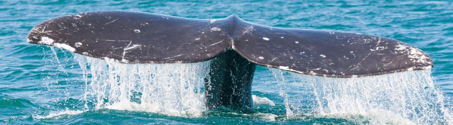 Private Whales Express 7