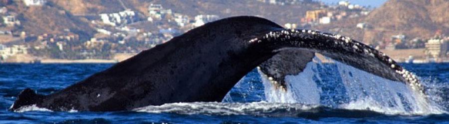 Private Whales Express 8