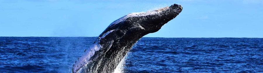 Private Whale Watching 2