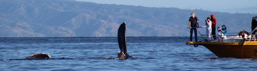 Private Whale Watching 3