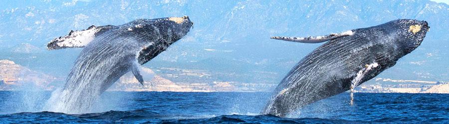 Private Whale Watching 4