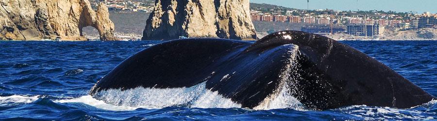 Private Whale Watching 5