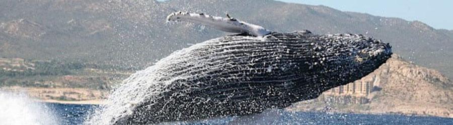 Private Whale Watching 7