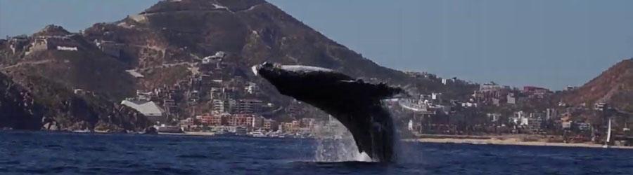 Private Whale Watching 8