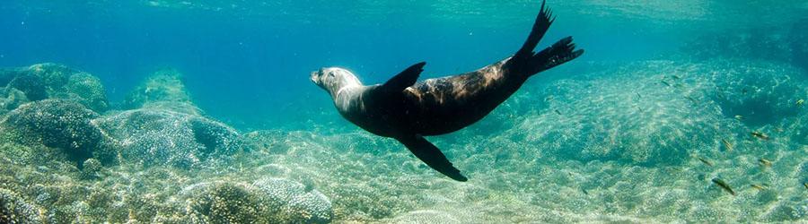 Cabo Santa Maria Bay Sailing Catamaran Tour 6