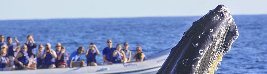 Cabo Sailing & Whales Catamaran Cruise 1