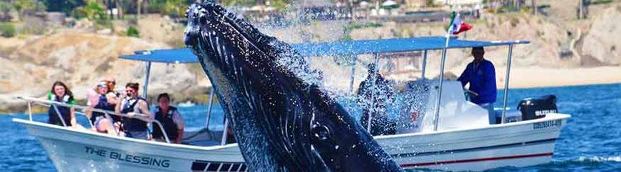 Cabo Sailing & Whales Catamaran Cruise 2