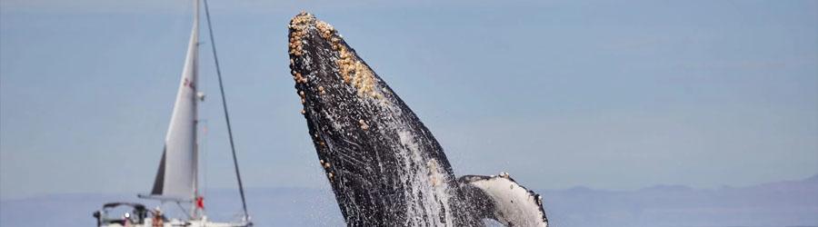 Cabo Sailing & Whales Catamaran Cruise 3