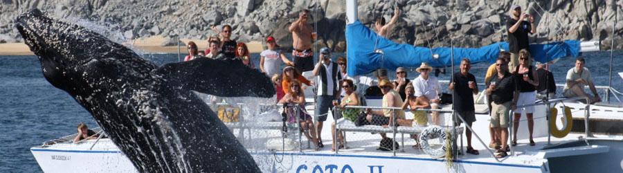 Cabo Sailing & Whales Catamaran Cruise 4
