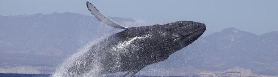 Cabo Sailing & Whales Catamaran Cruise 5