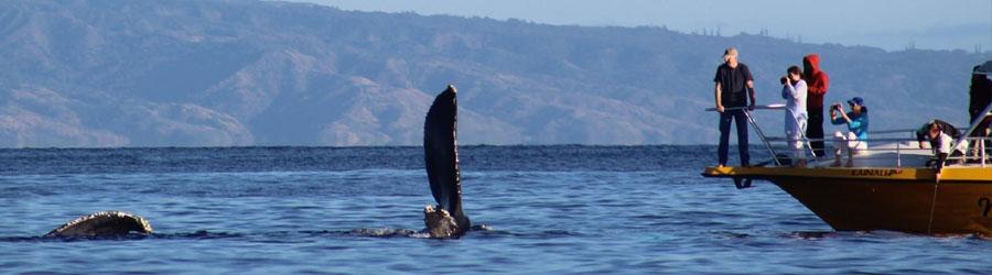 Cabo Sailing & Whales Catamaran Cruise 7