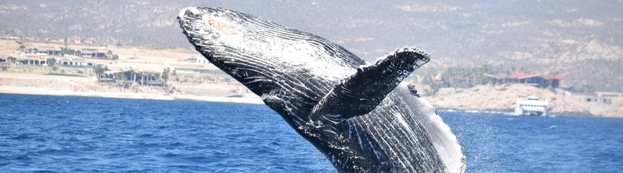 Cabo Sailing & Whales Catamaran Cruise 8