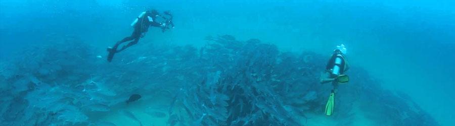 Cabo Pulmo Marine Park 2