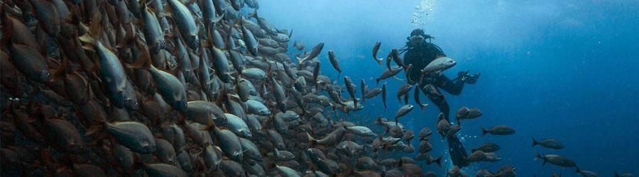 Cabo Pulmo Marine Park 4