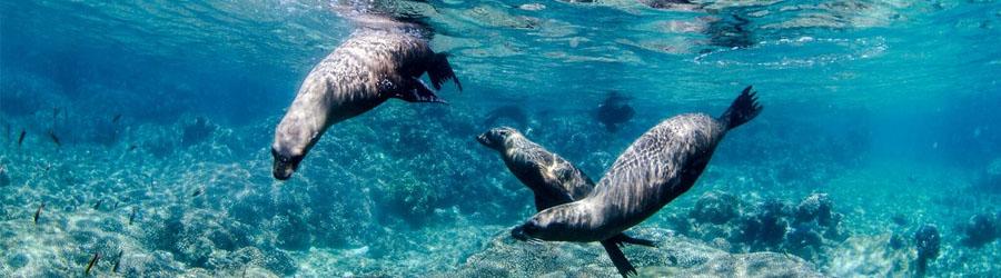 Cabo Pulmo Marine Park 5