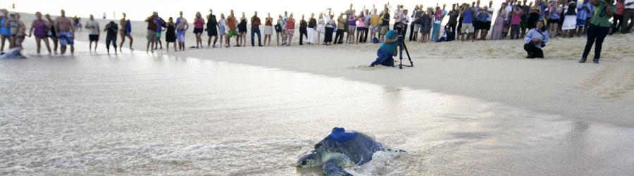 Baja Beach Sea Turtle Release at Sunset 1