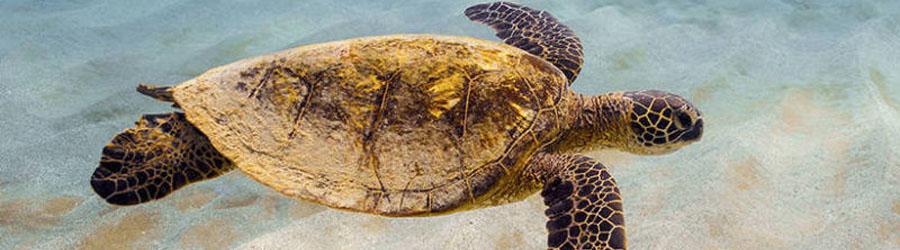 Baja Beach Sea Turtle Release at Sunset 4