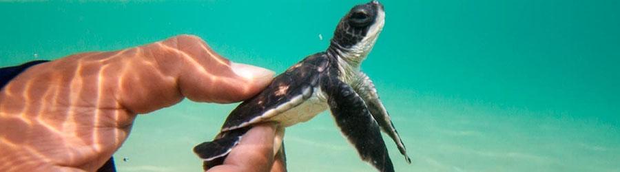 Baja Beach Sea Turtle Release at Sunset 5