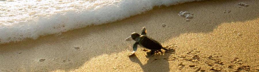 Baja Beach Sea Turtle Release at Sunset 7