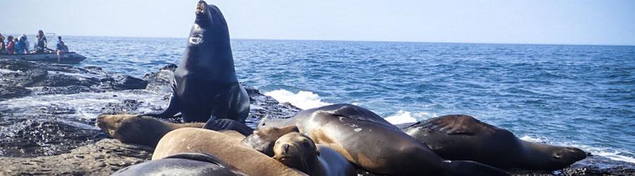 La Paz Baja California Catamaran Snorkeling Tour 4