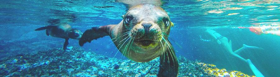 La Paz Baja California Catamaran Snorkeling Tour 5