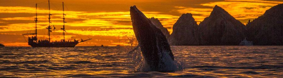 Cabo San Lucas City Tour & Cabo Arch at Sunset Tour 6