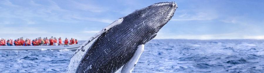 Cabo Escape Whale Watching Los Cabos 2