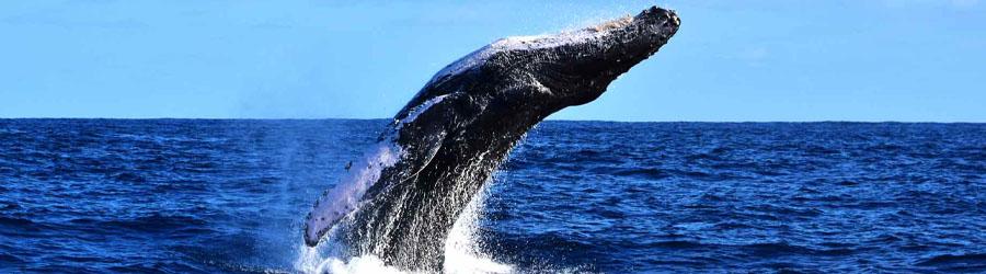 Cabo Escape Whale Watching Los Cabos 3