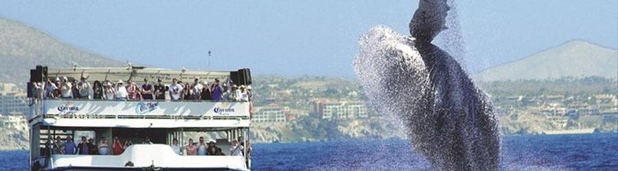Cabo Escape Whale Watching Los Cabos 5