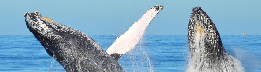 Cabo Escape Whale Watching Los Cabos 8
