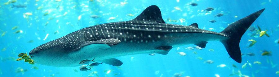 Snorkel & Swim With Whale Sharks Cabo 1