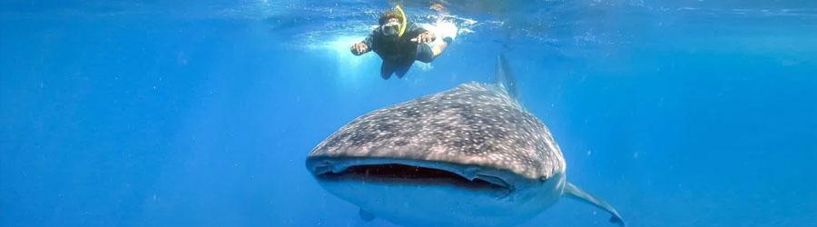 Snorkel & Swim With Whale Sharks Cabo 2