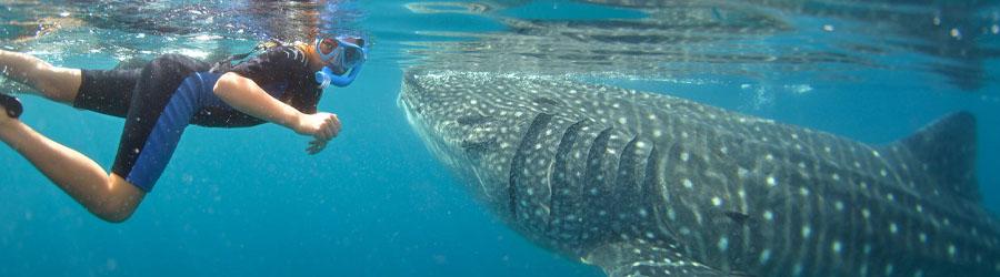 Snorkel & Swim With Whale Sharks Cabo 3