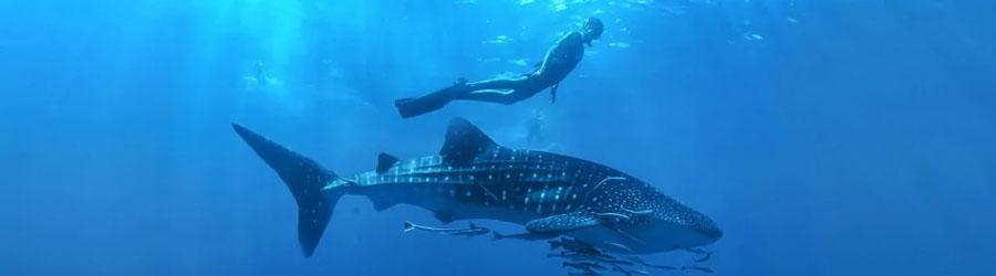 Snorkel & Swim With Whale Sharks Cabo 4
