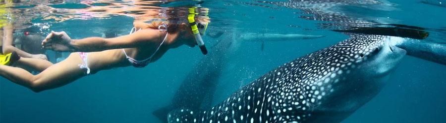 Snorkel & Swim With Whale Sharks Cabo 5