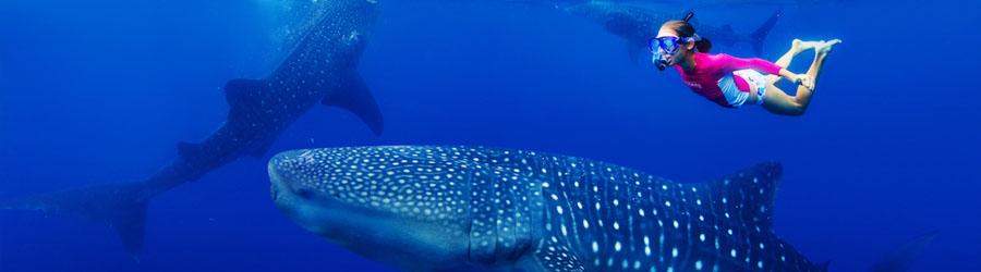 Snorkel & Swim With Whale Sharks Cabo 6