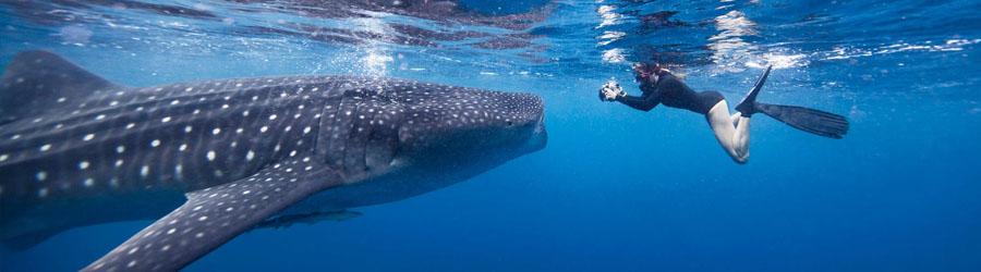 Snorkel & Swim With Whale Sharks Cabo 7