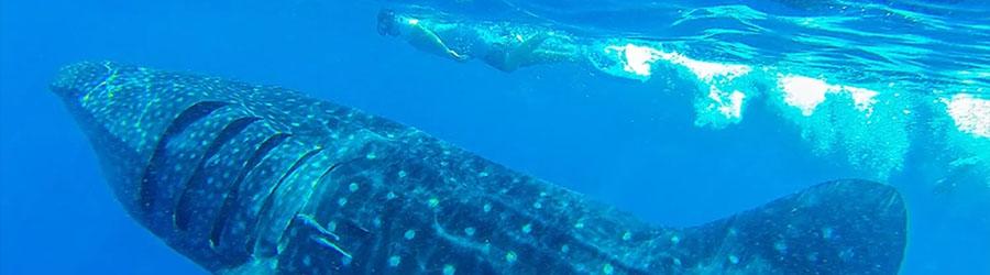 Snorkel & Swim With Whale Sharks Cabo 8