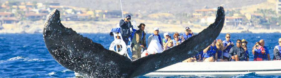 Express Guaranteed Whale Watching Excursion 2