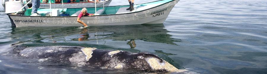 Express Guaranteed Whale Watching Excursion 5