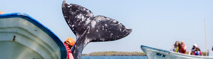 Express Guaranteed Whale Watching Excursion 6