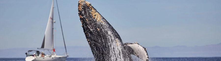 Cabo Express Fast Boat Whale Watching Los Cabos 1