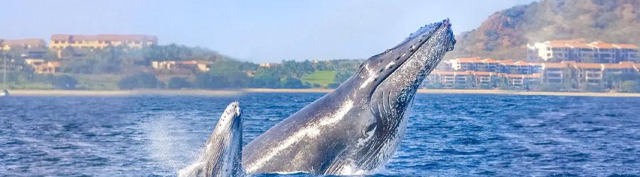 Cabo Express Fast Boat Whale Watching Los Cabos 3