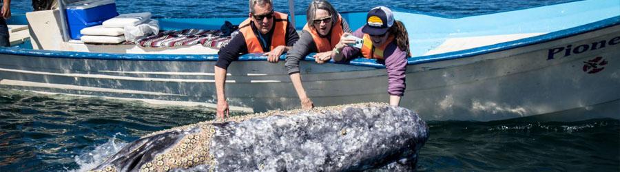 Cabo Express Fast Boat Whale Watching Los Cabos 7