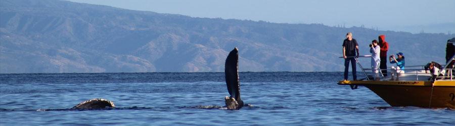 Cabo Express Fast Boat Whale Watching Los Cabos 8
