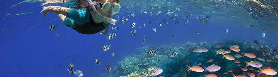 3-Reef Glass Bottom Boat Snorkeling Tour 4